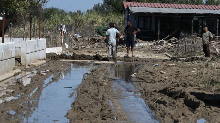 Πλημμύρες στη Θεσσαλία: Υγειονομική βόμβα με χιλιάδες νεκρά ζώα σε χωράφια και στάνες - Αφόρητη η δυσοσμία