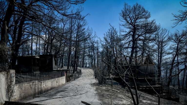 Πυρκαγιές: Η άλλη όψη της καταστροφής - Κάηκαν 9.000 μελισσοσμήνη και χάθηκαν 10.000 τόνοι πευκόμελου ετησίως