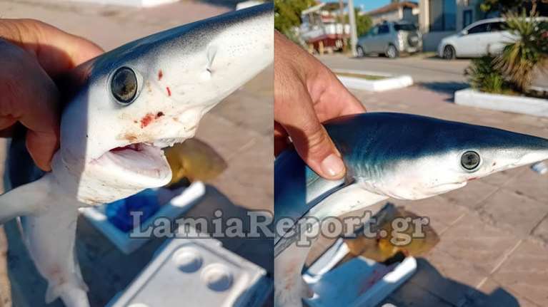 Στυλίδα: Ψάρεψαν σπάνιο μπλε καρχαρία ανοιχτά της Αγίας Μαρίνας [εικόνες]