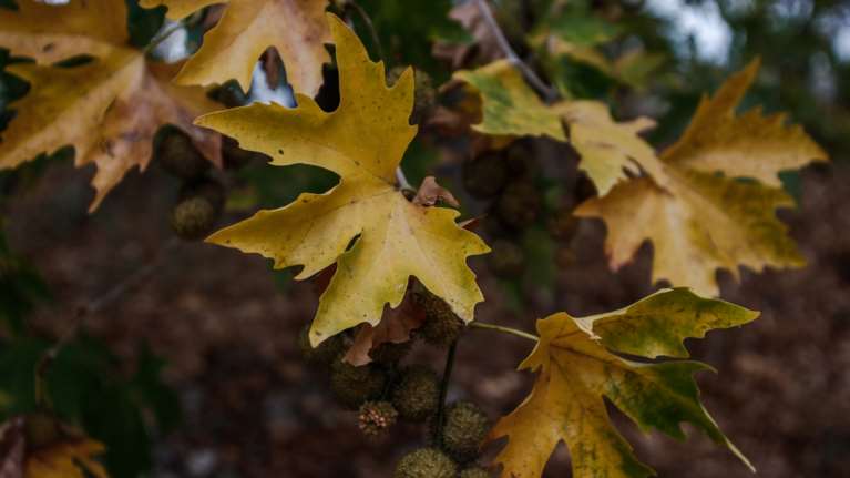 Καιρός: Φθινοπωρινό σκηνικό με συννεφιά τοπικές βροχές - Πού θα φτάσει η θερμοκρασία στην Αττική