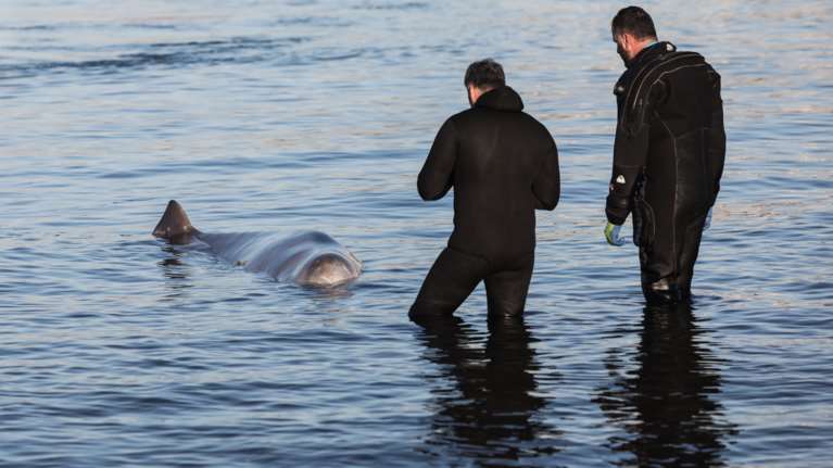 Ελεύθερη στην ανοικτή θάλασσα οδηγήθηκε και αφέθηκε να κολυμπήσει η φάλαινα του είδους &quot;ΖΙΦΙΟΣ&quot;