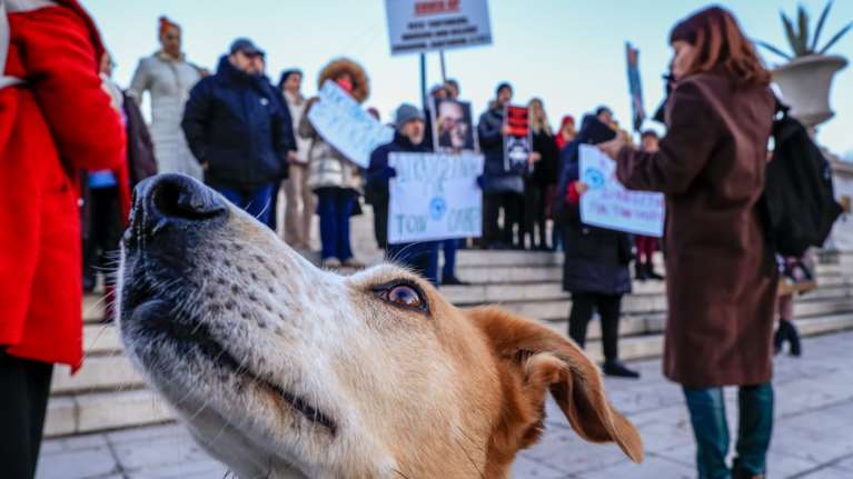 &quot;Δικαιοσύνη για τον Όλιβερ&quot;: Συγκέντρωση για το χάσκι της Αράχωβας που κακοποιήθηκε μέχρι θανάτου και… δεν έχει γίνει τίποτα