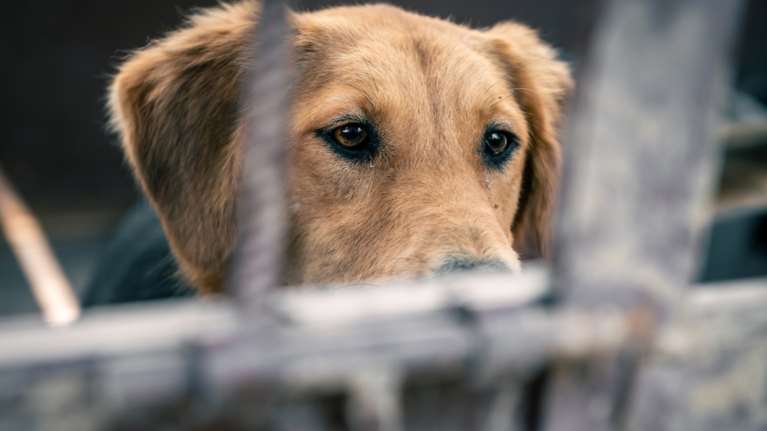 Τριπλασιάστηκαν οι καταγγελίες κακοποίησης ζώων το 2023 - 370 συλλήψεις και 2.000 πρόστιμα