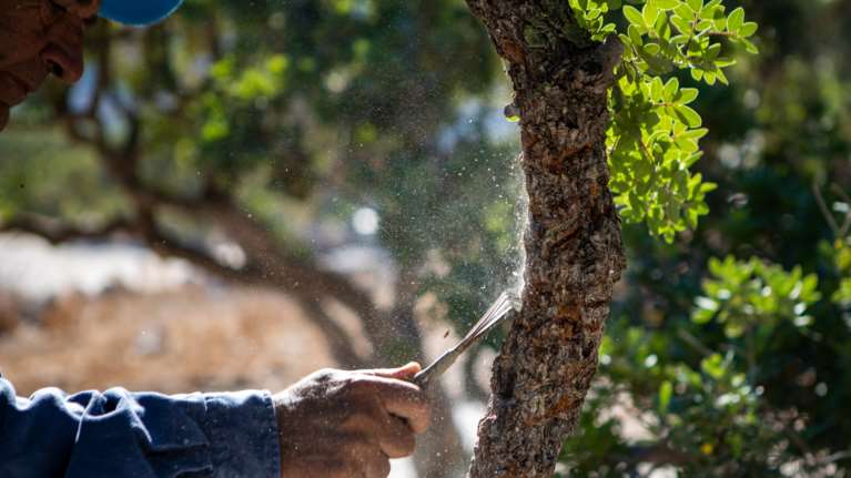 Μαστίχα, ο &quot;λευκός χρυσός&quot; της Χίου - Η χρονοβόρα και δύσκολη διαδικασία της συγκομιδής