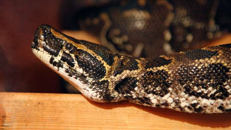 Συναγερμός στην Κάντζα: Πύθωνας... κυκλοφορεί ελεύθερος στην περιοχή [βίντεο]