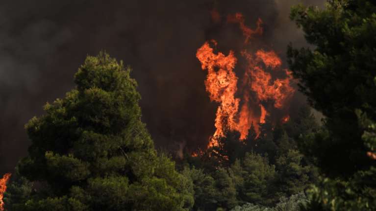 Εύβοια: Υπό έλεγχο η φωτιά που ξέσπασε σε δασική έκταση στις Πετριές [εικόνες]