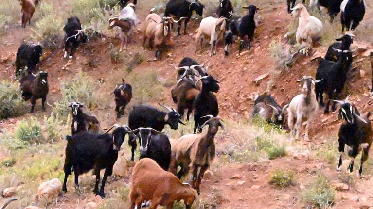 Απίστευτες κομπίνες στον ΟΠΕΚΕΠΕ: Στην Κρήτη 7,8 εκατ. αιγοπρόβατα - Δήλωναν βοσκοτόπια σε... αεροδρόμιο [βίντεο]