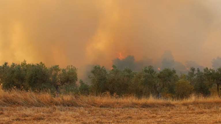 Κόλαση φωτιάς στα Μέγαρα: Εκκενώνονται και τα Παπαγιαννέικα - Πύρινο μέτωπο 1 χλμ. - Απειλείται το Αλεποχώρι