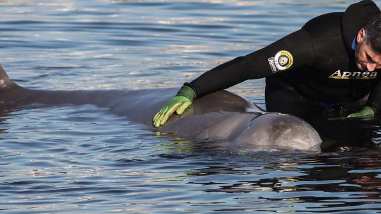 Μεγάλη κινητοποίηση για την τραυματισμένη φάλαινα στην παραλία Αλίμου [εικόνες - βίντεο]