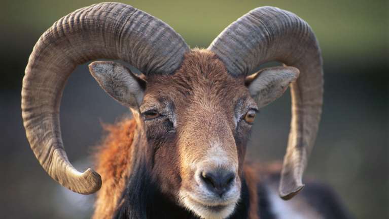 Μεσσηνία: Κριάρι επιτέθηκε και σκότωσε την κτηνοτρόφο η οποία το φρόντιζε