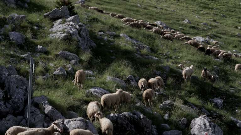 Ευλογιά των προβάτων: Επείγουσα προκαταρκτική εξέταση ζητά η Εισαγγελία Εφετών Λάρισας