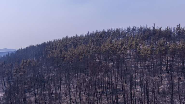 Φωτιά στην Αλεξανδρούπολη: Ακόμη ένας μετανάστης νεκρός - Ενεργό το μέτωπο, συνεχίζεται η μάχη με τις φλόγες