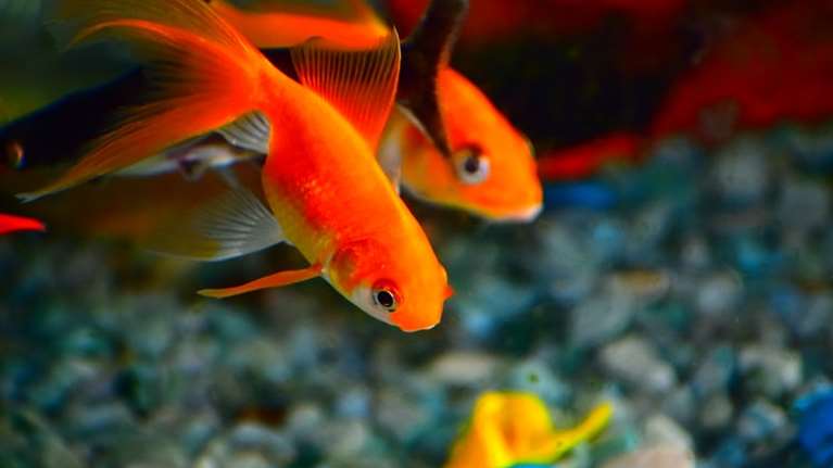 Απίστευτο: Πολίτες στη Ρουμανία βγάζουν βόλτα... τα ψάρια που έχουν στα ενυδρεία τους!