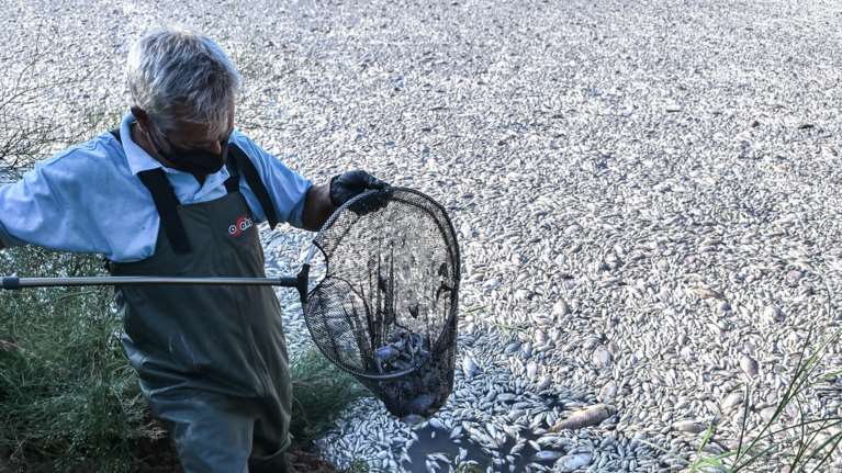 Βόλος: Απαγορεύεται το μπάνιο σε δεκάδες &quot;γαλάζιες&quot; παραλίες λόγω των νεκρών ψαριών - Νεκροθάφτης ο Κουρέτας για τον Μπέο