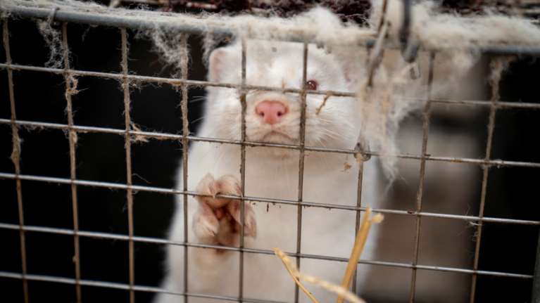 Συναγερμός στην Πολωνία: Εντοπίστηκε σε εκτροφείο βιζόν στέλεχος κορονοϊού που μπορεί να μεταδοθεί σε ανθρώπους