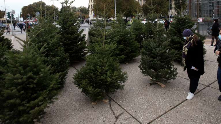 Στην... ουρά για το έλατο: Ρεκόρ παραγγελιών και πωλήσεων για χριστουγεννιάτικα δέντρα - Πόσο κοστίζουν