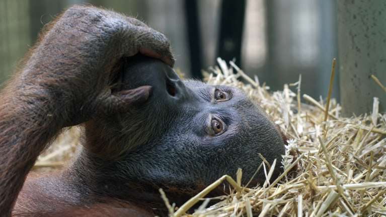 Να γιατί οι άνθρωποι καταλαβαίνουν πολλές χειρονομίες των πιθήκων - Έτσι ξεκίνησε η γλώσσα