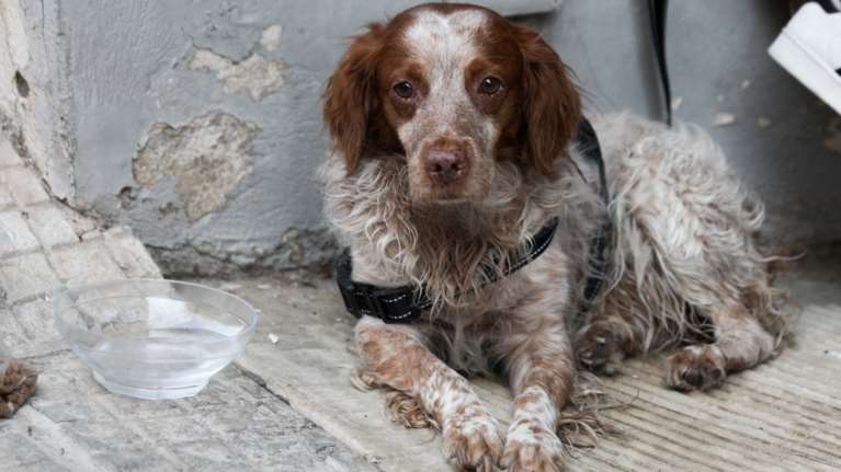 Ανακαλύφθηκε &quot;κορονοϊός των σκύλων&quot;- Πιθανώς να μεταδίδεται και σε ανθρώπους