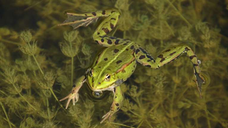 Εντυπωσιακό: Επιστήμονες στις ΗΠΑ αναγέννησαν κομμένα πόδια βατράχων - Χωρίς χειρουργείο