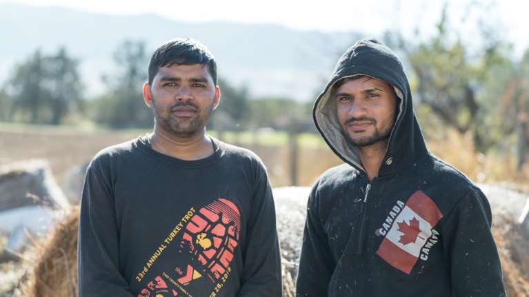 Ινδοί αγρότες έγιναν κτηνοτρόφοι στην Χαλκιδική - &quot;Η ζωή μας στην Ελλάδα είναι ωραία&quot; [εικόνες]