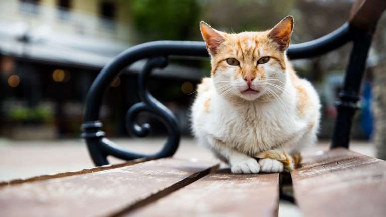 Σύλληψη 25χρονου αλλοδαπού για κακοποίηση γάτας στο λιμάνι της Υδρας