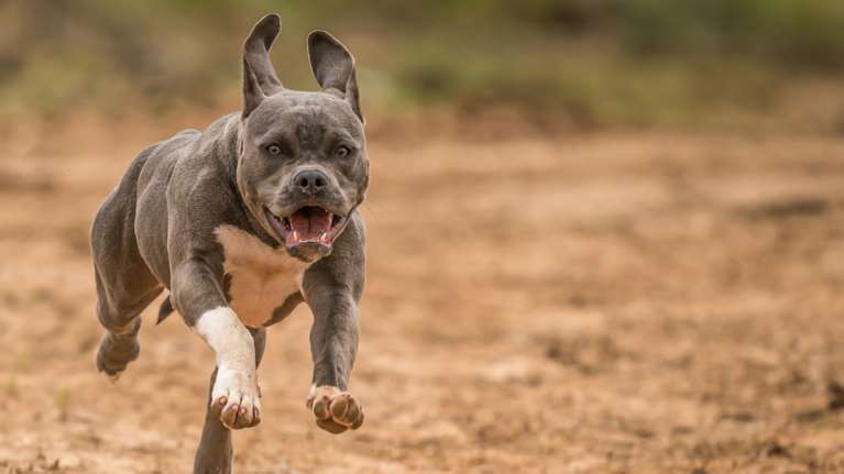 Θεσσαλονίκη: Ελεύθερος υπό όρους ο ιδιοκτήτης του πίτμπουλ που επιτέθηκε σε μαλτεζάκι και την ιδιοκτήτριά του