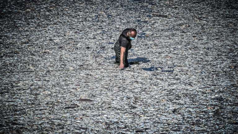 Καθάρισε ο Παγασητικός από τα νεκρά ψάρια, μάζεψαν πάνω από 270 τόνους - Παραμένει η απαγόρευση κολύμβησης