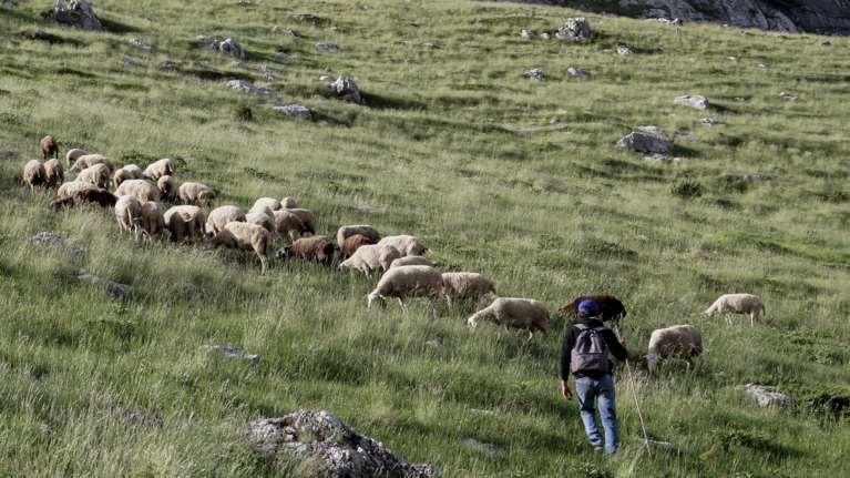 Ευλογιά των προβάτων: Είναι ασφαλές το γάλα και το κρέας; - Το υπουργείο Αγροτικής Ανάπτυξης απαντά