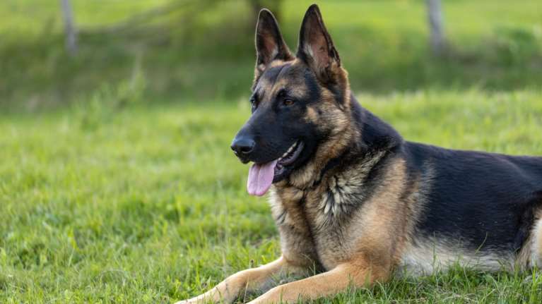 Πετρούπολη: Φιλοζωική καταγγέλλει δικαστικό επιμελητή ότι έριξε φόλα σε σκύλο οικογένειας για να τους κάνει έξωση