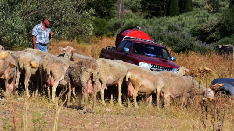 Κρούσμα πανώλης των αιγοπροβάτων σε μονάδα εκτροφής στη Ροδόπη - 273 πρόβατα οδηγούνται σε σφαγή