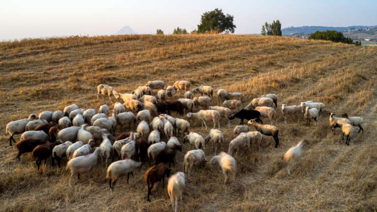 Κώστας Τσιάρας: Η πανώλη των αιγοπροβάτων δεν εγκυμονεί κανέναν απολύτως κίνδυνο για την δημόσια υγεία