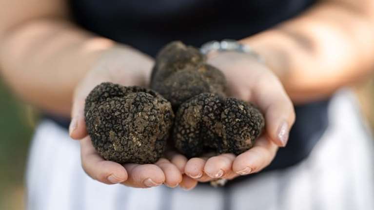 Η &quot;Πόλη της Τρούφας&quot; γιορτάζει: 1η Πανελλήνια Γιορτή Τρούφας στην Καλαμπάκα