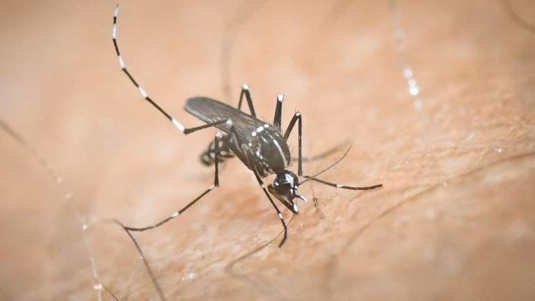 Θεσσαλονίκη: Περισσότερα τα κουνούπια λόγω των βροχών του Απριλίου - Η εφαρμογή στα κινητά που κάνει... πρόβλεψη