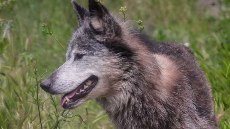 Λύκος φαίνεται να έχει εγκλωβιστεί στην Πεντέλη και εμφανίστηκε στον Διόνυσο- Μαρτυρίες ότι πήδηξε μέσα σε αυλή σπιτιού