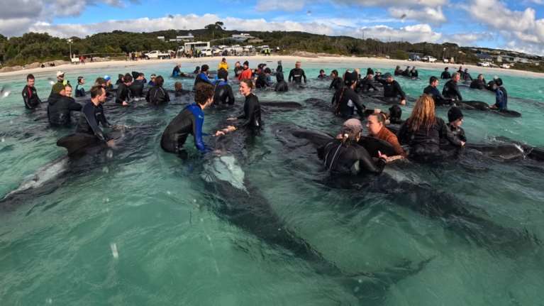 Μαυροδέλφινα εξόκειλαν σε παραλία της δυτικής Αυστραλίας: Πέθαναν τα 51, αισιοδοξία για τα υπόλοιπα 45 [βίντεο]