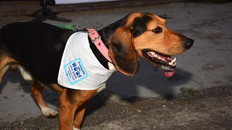 Η Αστυνομία θα μπορεί να κάνει ταυτοποίηση των ιδιοκτητών ζώων συντροφιάς με το τσιπάκι