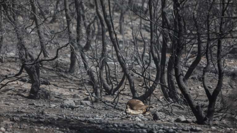 Φωτιά στην Κερατέα: Καρέ - καρέ το πώς εξαπλώθηκε ο πύρινος εφιάλτης [βίντεο]