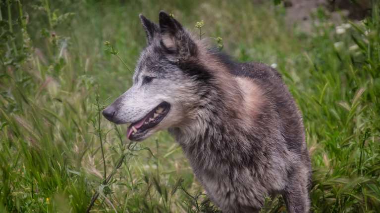 Λύκοι κατεβαίνουν σε χωριά της Λαμίας - &quot;Η κατάσταση έχει ξεφύγει&quot;, λένε οι κτηνοτρόφοι