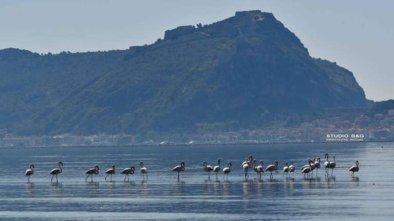 Υπέροχες εικόνες με δεκάδες πανέμορφα φλαμίνγκο στον υδροβιότοπο Ναυπλίου - Νέας Κίου [ Εικόνες-Βίντεο]