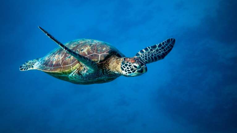 Χανιά: Θαλάσσια χελώνα δάγκωσε λουόμενη