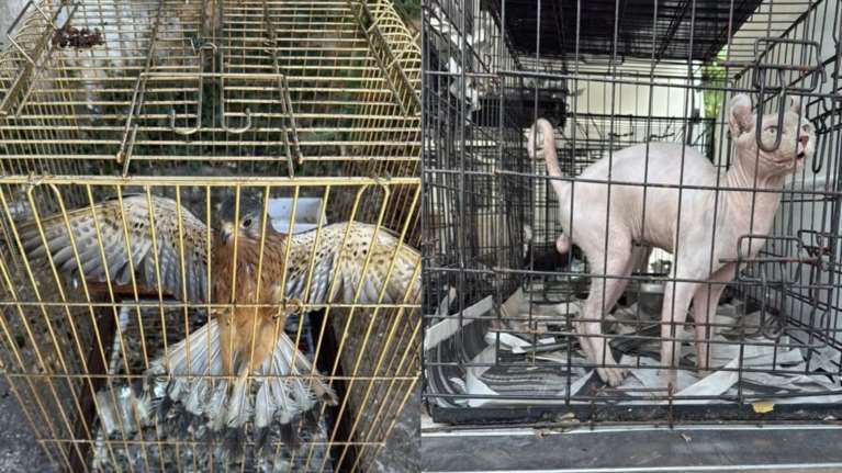 Γέρακας: Πώς ξεσκεπάστηκε η σπείρα με το παράνομο εμπόριο ζώων - Κρατούσαν σε άθλιες συνθήκες σκυλιά, γάτα και γεράκι