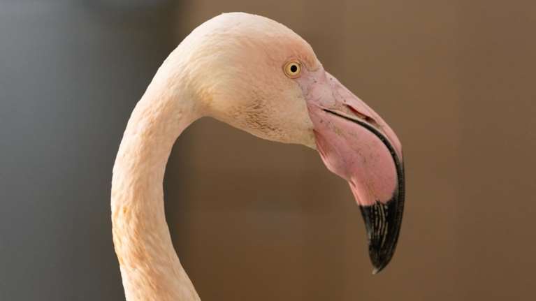 Λαθροθηρία στη Θεσσαλονίκη: Πυροβόλησαν φοινικόπτερο, ασημόγλαρο, μπούφο και γερακίνες [εικόνες]