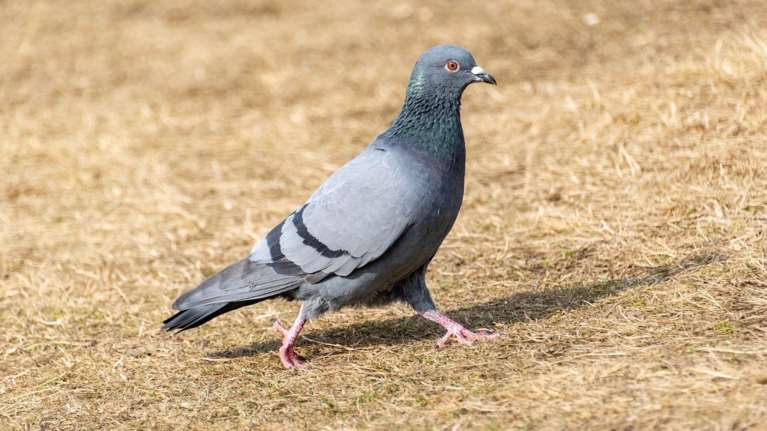 Η Ινδία απελευθέρωσε περιστέρι που κρατούνταν εδώ και 8 μήνες ως ύποπτο για κατασκοπεία- Επίσημη ανακοίνωση της Peta