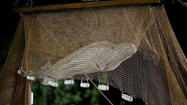 Πέθανε η λευκή φάλαινα Μπελούγκα λίγες ώρες μετά τον απεγκλωβισμό της από τον Σηκουάνα [Βίντεο]