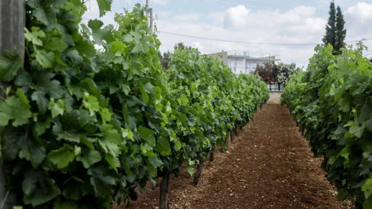 Πιερία: 57χρονος πατέρας δύο παιδιών βρέθηκε απαγχονισμένος σε αμπελώνα