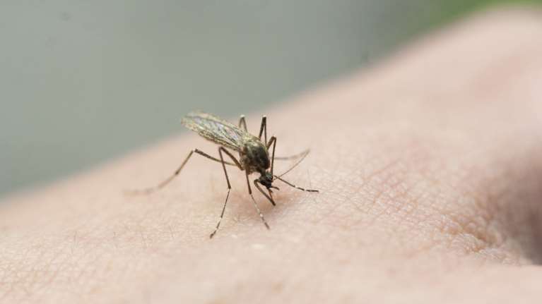 Καμπανάκι ΠΟΥ: Ο δάγκειος πυρετός θα &quot;απογειωθεί&quot; αυτή τη δεκαετία σε νότια Ευρώπη, ΗΠΑ και Αφρική