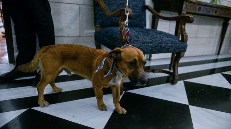 H επίσκεψη Μητσοτάκη στην Θεσσαλονίκη και το αναπάντεχο δώρο για τον... Peanut