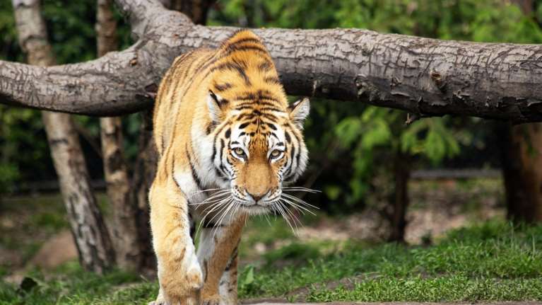 Ζωολογικός κήπος στη Δανία ζητά από το κοινό να δωρίσει ανεπιθύμητα μικρά κατοικίδια ή άλογα για να ταΐσει τα ζώα σε αιχμαλωσία