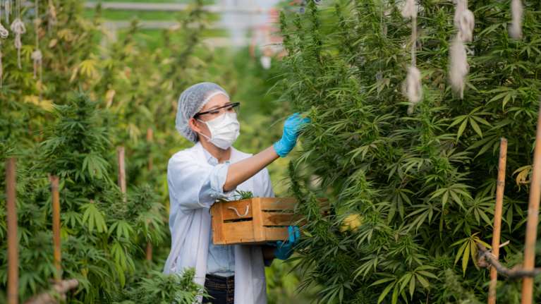 ΕΚΠΑ: Ερευνα για να επιβεβαιωθεί η αντικαρκινική δράση της κάνναβης - Από το τμήμα Φαρμακευτικής