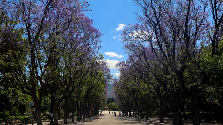 Αυξημένα μέτρα λόγω ισχυρών ανέμων στην Αττική: Κλειστός ο Εθνικός Κήπος - Περιπολίες και drones